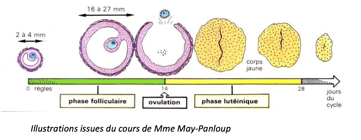 <p>2- Phase lutéale (du 14ème jour au 28ème jour)</p><p>Si le <strong>corps jaune est non maintenu</strong> (pas de grossesse), il va <strong>dégénérer</strong> engendrant une <strong>chute des hormones ovariennes</strong> et une ……….</p>