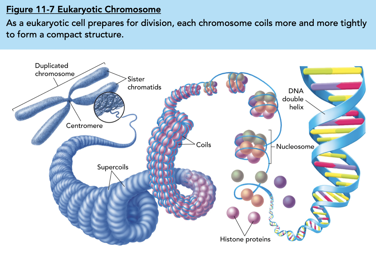 Level of Organization: DNA double helix; histone proteins and nucleosome; coils and supercoils; centromere + sister chromatids + duplicated chromosome