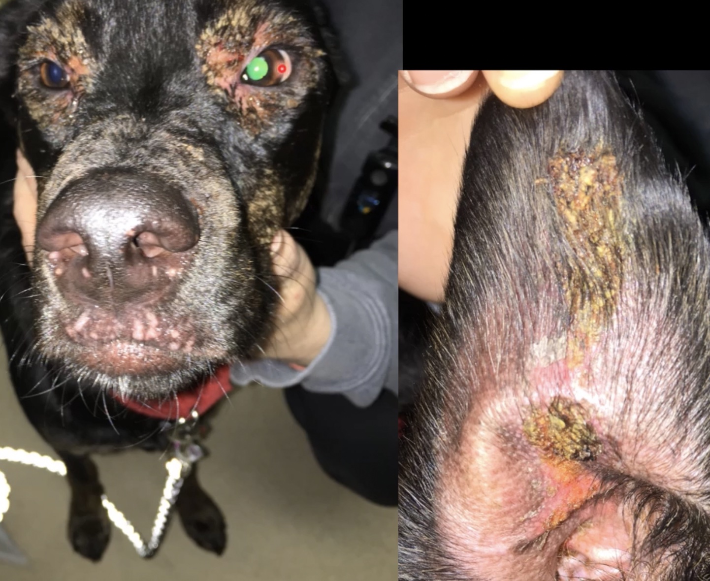 <p>apoptotic cells are shrunken causing crusting around the area</p>