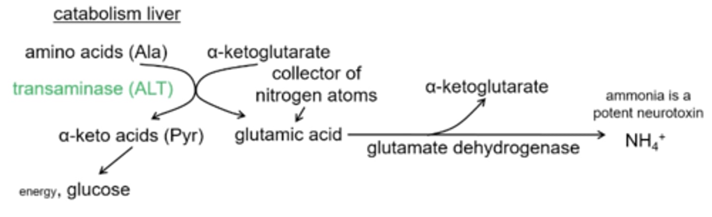 <p>α-ketoglutarate and ammonia</p>