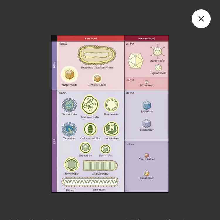 <p>Type of nucleic acid, RNA, or DNA</p><p>shape of capsid</p><p>whether they possess an envelope or not</p><p>the replication strategy</p><p>Genomes sequence and organisation</p><p>Other criteria such as size, pH sensitivity, host range</p>