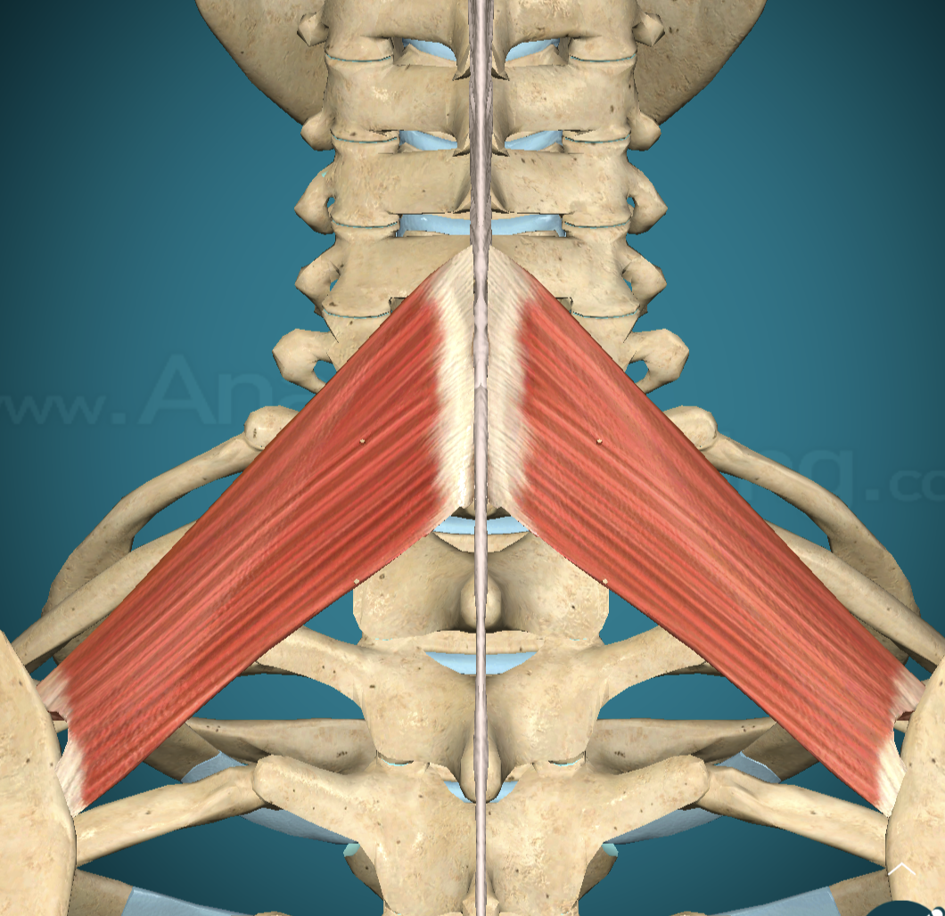 <p>Rhomboid Minor Origin</p>