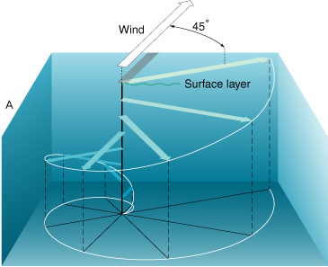 <p>A spiraling motion of water due to wind, Coriolis, and friction, causing surface flow ~90° from wind direction.</p>