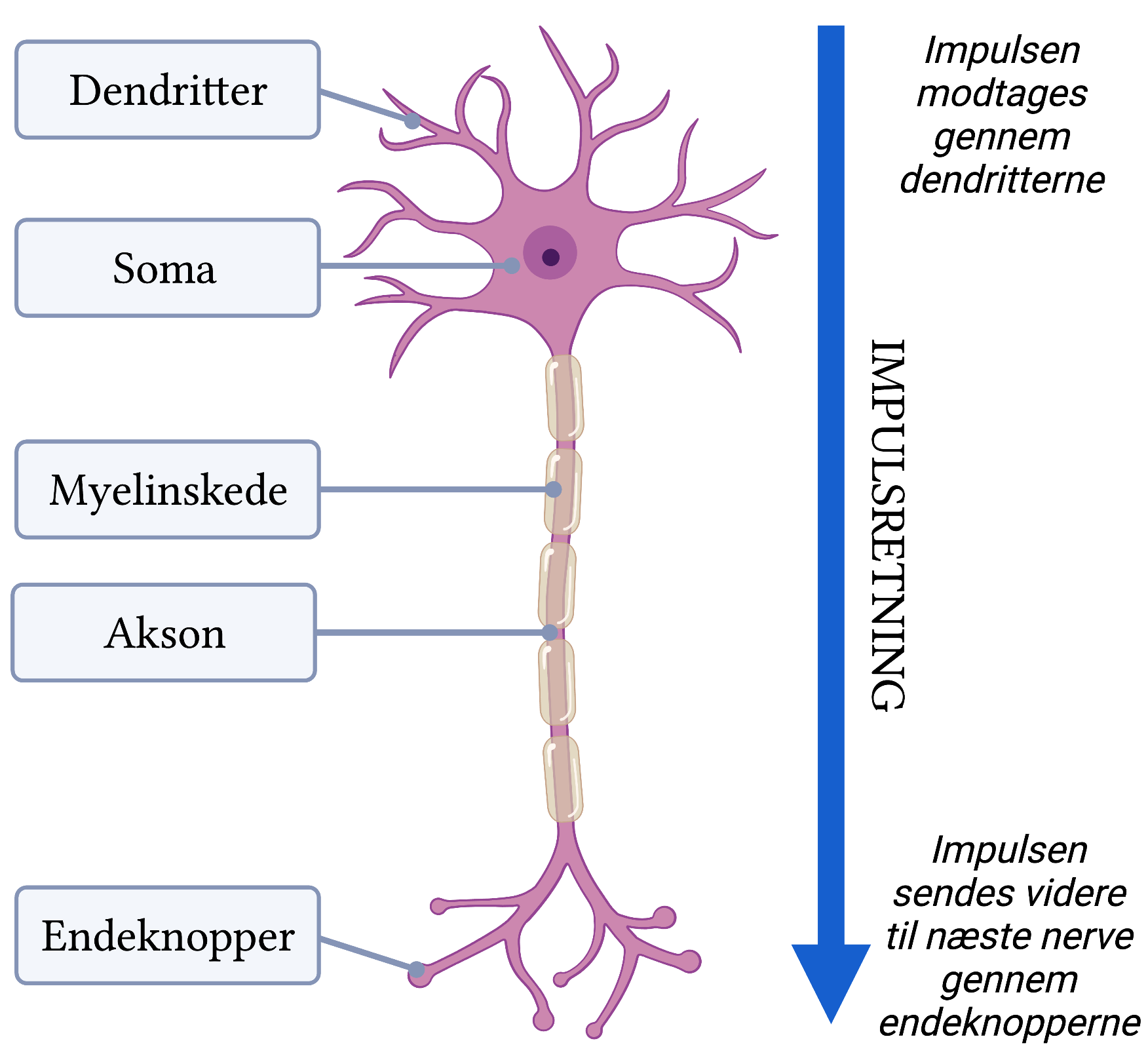 <p><strong>Soma (cellelegeme):</strong> Del af nervecellen med cellekernen og organeller. Styrer cellens stofskifte og funktioner og bearbejder signaler fra dendritter, inden impulsen sendes gennem axonet.</p>