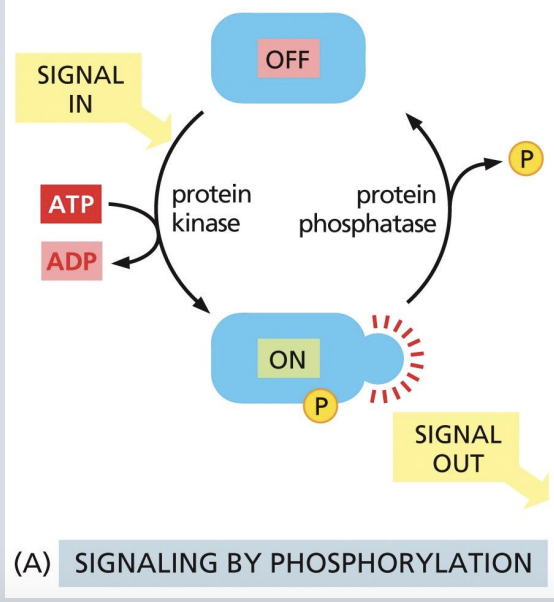 <p>Phosphorylation can change protein conformation, catalytic activity, and create/destroy binding sites for other interactions</p><p>Kinases add phosphate group from ATP to a particular amino acid.</p><p>Phosphatases remove the phosphate group. </p>