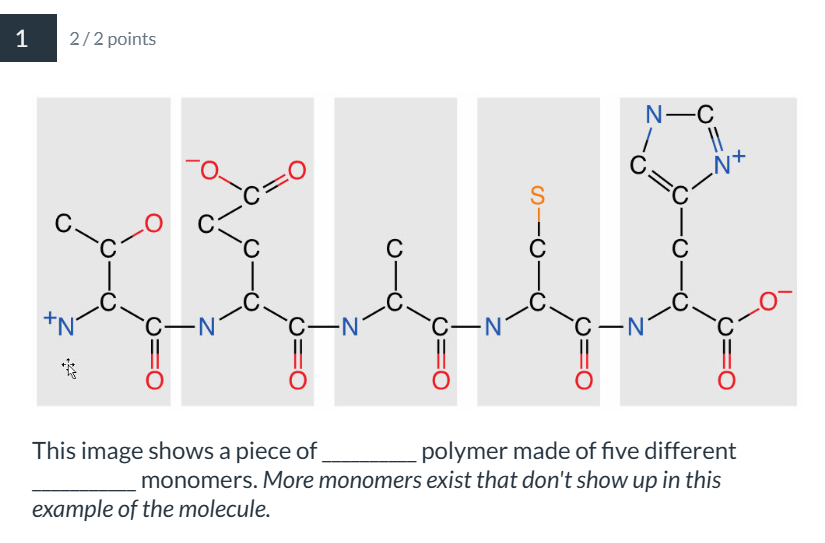 <p>This image shows a piece of __________ polymer made of five different ___________ monomers. <em>More monomers exist that don't show up in this example of the molecule.</em></p>