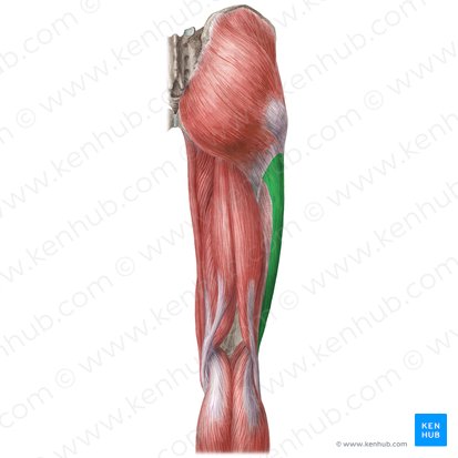 <p>Iliotibial tract (IT band) (connective tissue)</p>