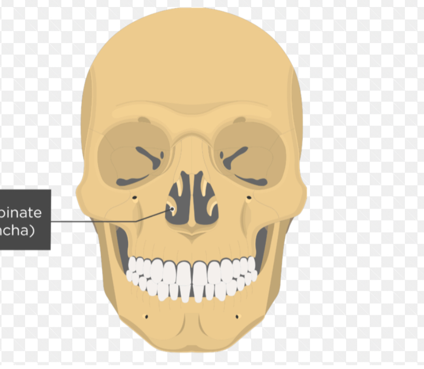 <p>Nasal conchae (left and right)</p>