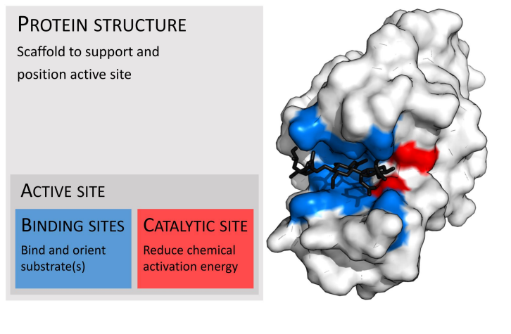 <p></p><ul><li><p><span><em>Blue is secondary roles</em></span></p></li><li><p><span><em>Red is actually catalytic activity place</em></span></p></li></ul><p></p>