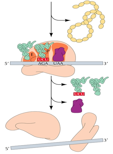 <p>mRNAs are translated by multiple ribosomes at one time and are spaced about 200 bases apart.</p>