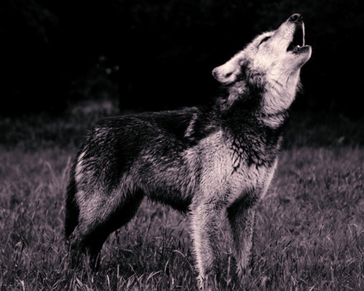 <p>Then general panic overwhelmed their private grief, after it was announced that the enemy were at hand; soon they could hear the dissonant howls and songs from the barbarians roaming about the walls in their squadrons. (think terrifying football chants)</p>