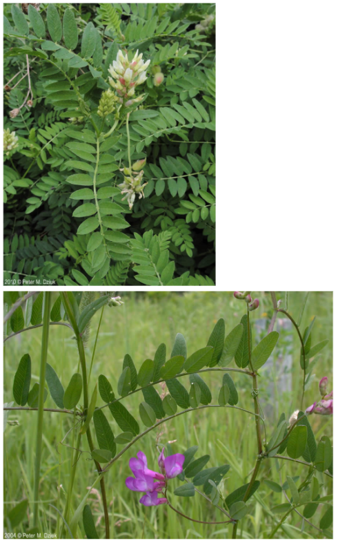 <p>Yes, this plant is invasive—it’s cicer milkvetch! Its native look-alike is American vetch.</p><p>Top photo: cicer milkvetch (invasive):</p><ul><li><p>Flowers: cream/yellow</p></li><li><p>Tendrils: no</p></li></ul><p>Bottom photo: prickly rose (native):</p><ul><li><p>Flowers: purple</p></li><li><p>Tendrils: yes</p></li></ul><p></p>