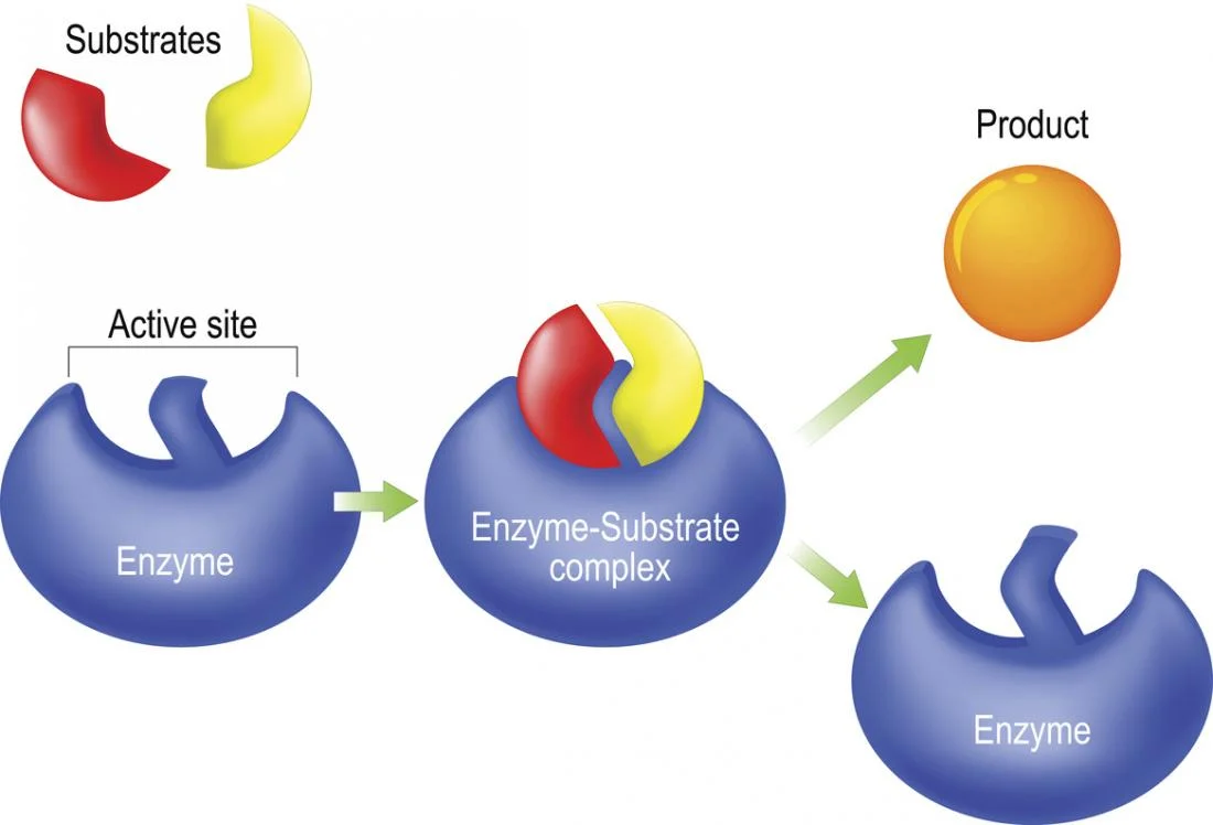 <p>If enzymes do not change the overall reaction, then what do they do? </p>