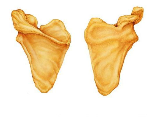 <p>Is the indicated bone from the right or left side of the body?</p>