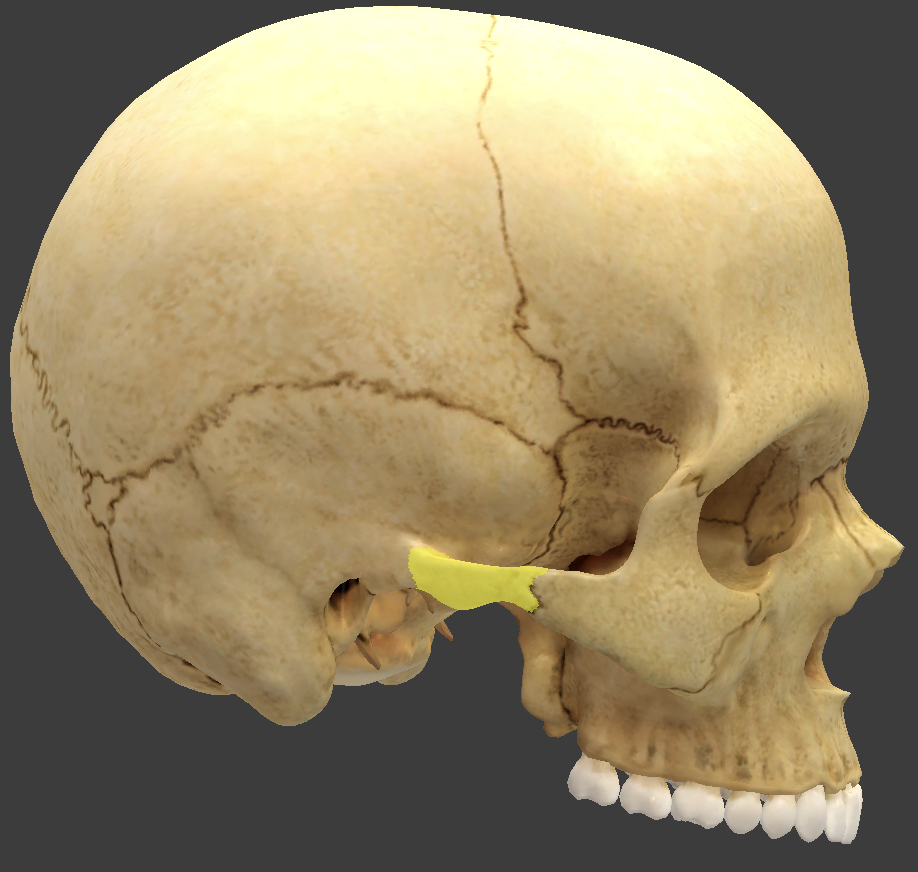 <p>extends anteriorly to form part of the zygomatic arch</p>