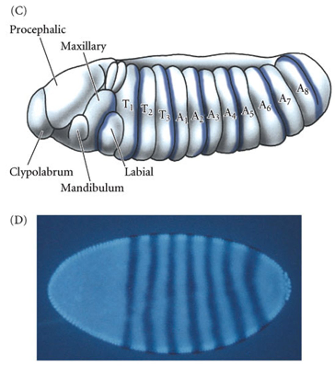 <p>A specific gap gene combination</p>