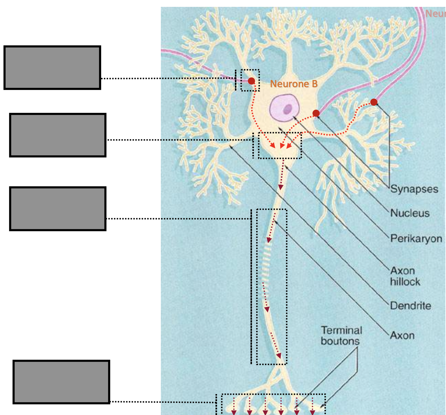 <p>Nommez les fonctions des différentes parties du neurone et donnez leurs rôles</p>