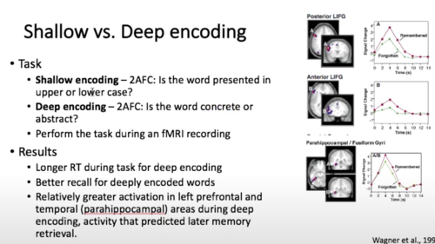 <p>encoding based on an event's meaning as well as connections between the new event and past experience</p>