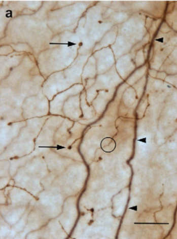 <p>They split off and turn 90 vertically and interdigitate between the basal, wing, and superficial epithelial cells. </p>