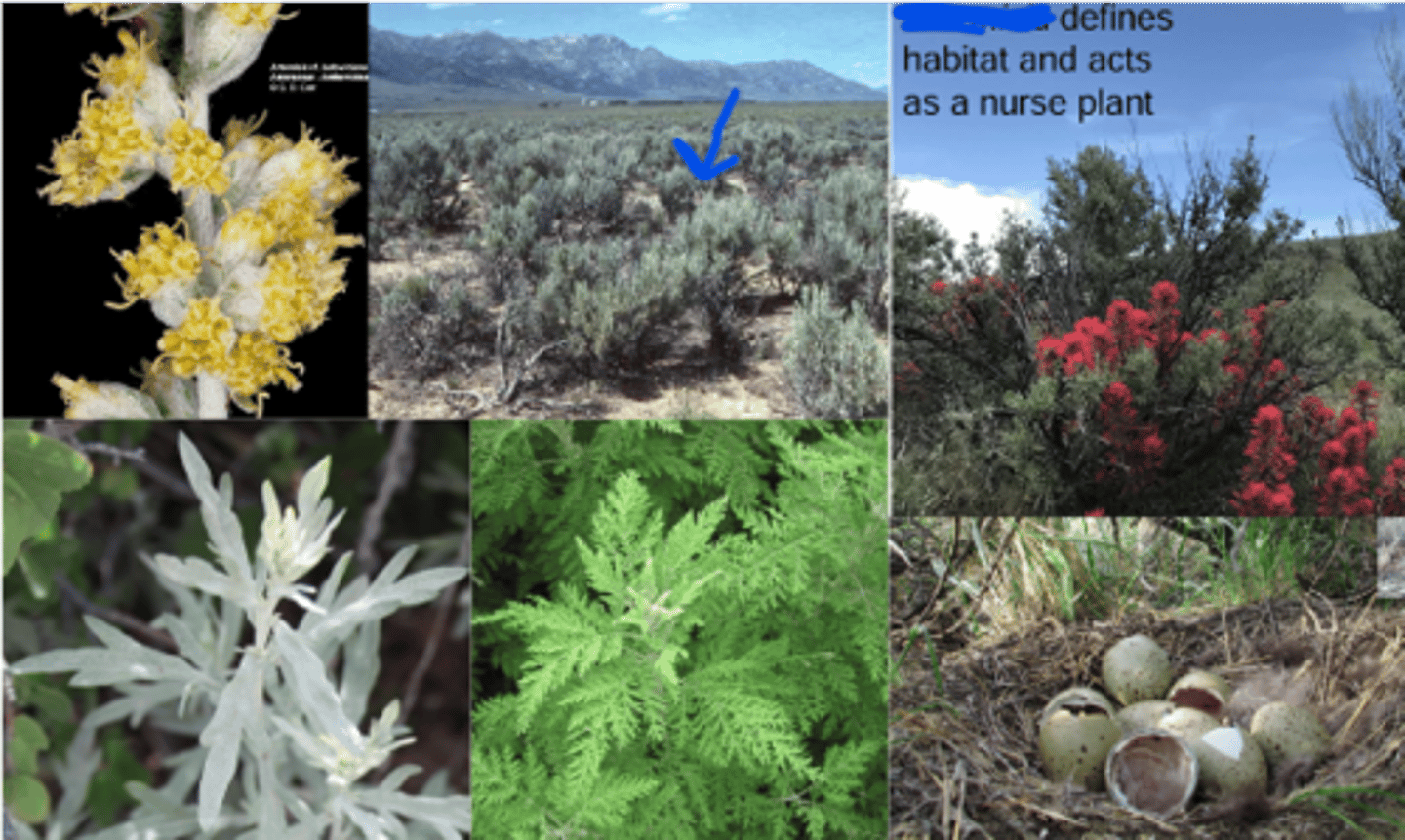 <p>Dryland shrub</p><p>Leaves: simple or lobed; hairy</p><p>Flower: disk flowers only (not showy)</p><p>Many Artemisia species are medicinal and culturally important.</p><p>Artemisia defines habitat and acts as a nurse plant. </p><p>Artemisia creates key habitat &amp; food for wildlife (including sagegrouse)</p><p>Plants aromatic (sage-y)</p><p>General Asteraceae Traits: </p><p>- A Composite head with involucral bracts (head made up of many flowers, bracts on bottom).</p><p>- Fruit: Achene (often a achenes per flower with many pappus) </p>