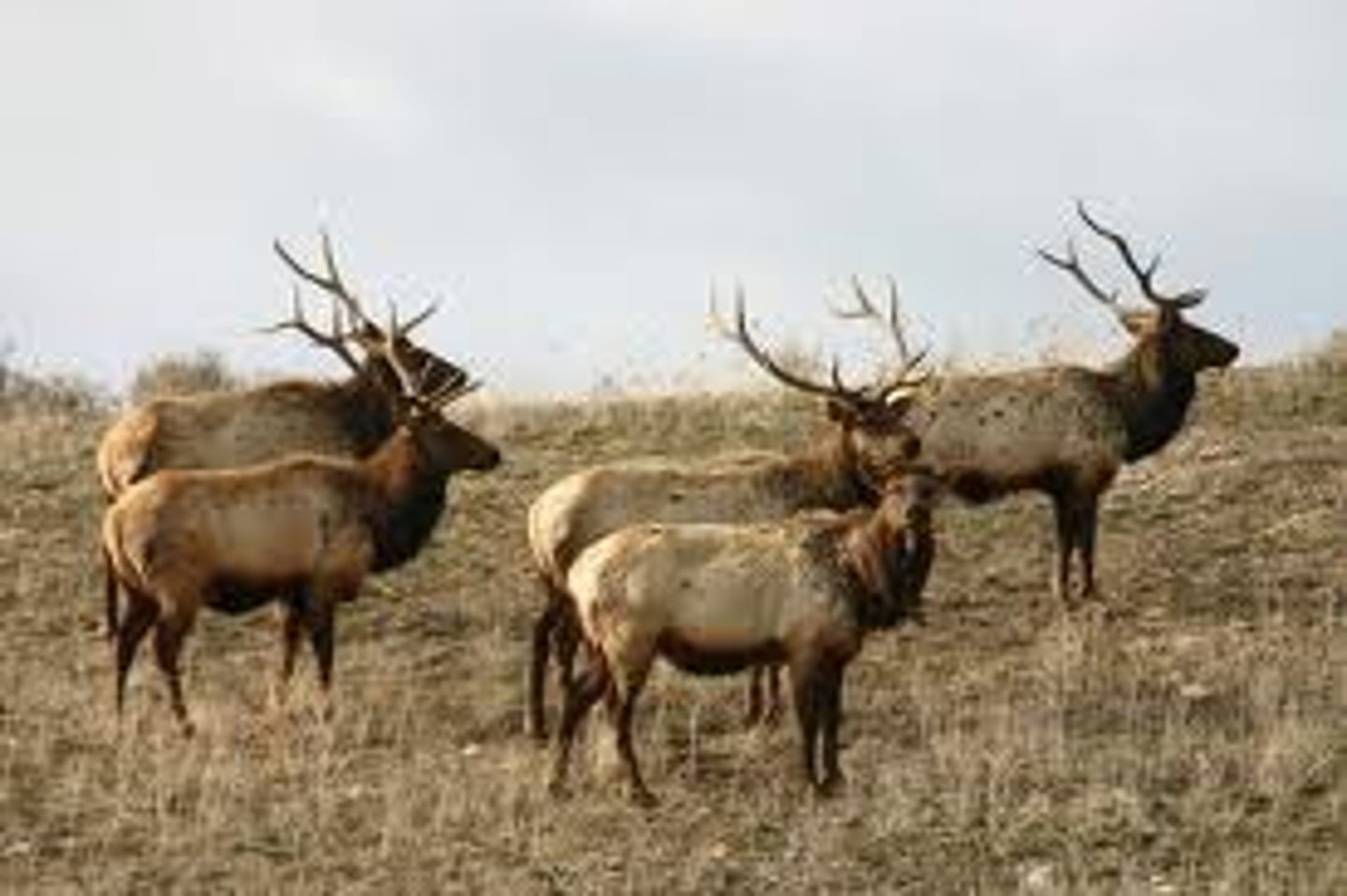 <p>All members of one species in a given area</p>