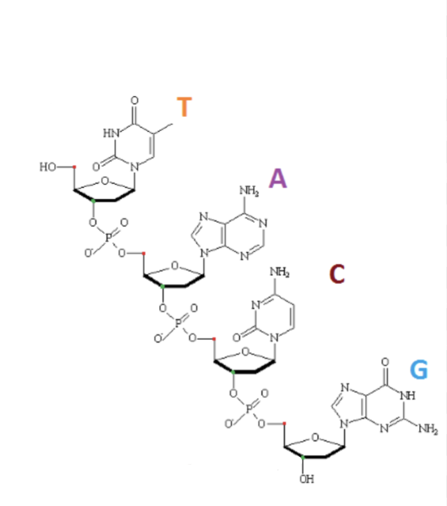 <p>Identify the <strong>3’</strong> end.</p>