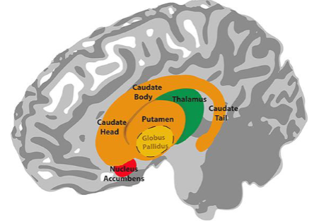 <ul><li><p>in cerebrum consists of basal nuclei and the cerebral cortex</p></li><li><p>basal nuclei (basal ganglia)- paired masses of gray matter that are important in ordinary voluntary muscle movements</p><ul><li><p>do not initiate the movement, but are involved in the coordination of the movement</p></li><li><p>claustrum, caudate nucleus, putamen, etc.</p></li></ul></li></ul><p>limbic system- basal nuclei, parts of cerebral hemisphere, and the diencephalon </p><ul><li><p>functional grouping of structures, not anatomic</p></li><li><p>involved in EMoTIONS</p></li></ul><p></p>