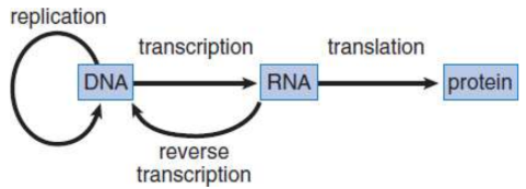 <p>major steps involved in the transfer of genetic information</p>