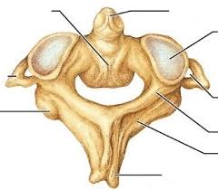 <p>C2, second cervical vertebrae</p>