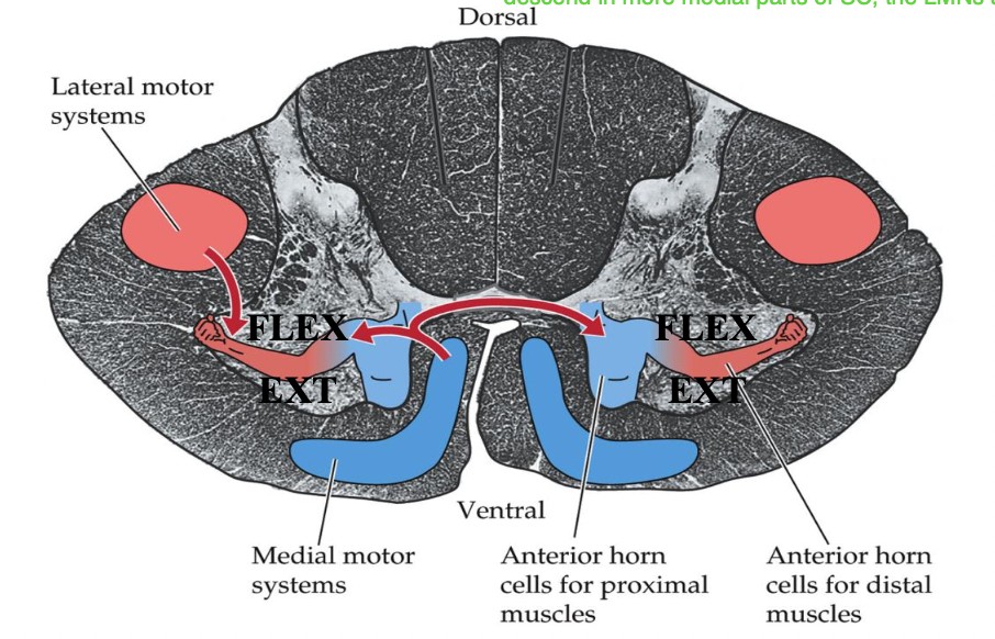 <p>Where are <em><u>lateral motor pathways</u></em> located in the SC? What are the two pathways?</p>