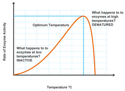 <p>optimal temp</p>