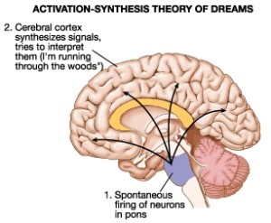 <p>Theory that dreams are interpretations of random neural activity that occurs during REM sleep</p>