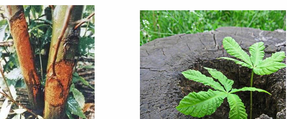 <p>Cryphonectria parasitica cont.</p>