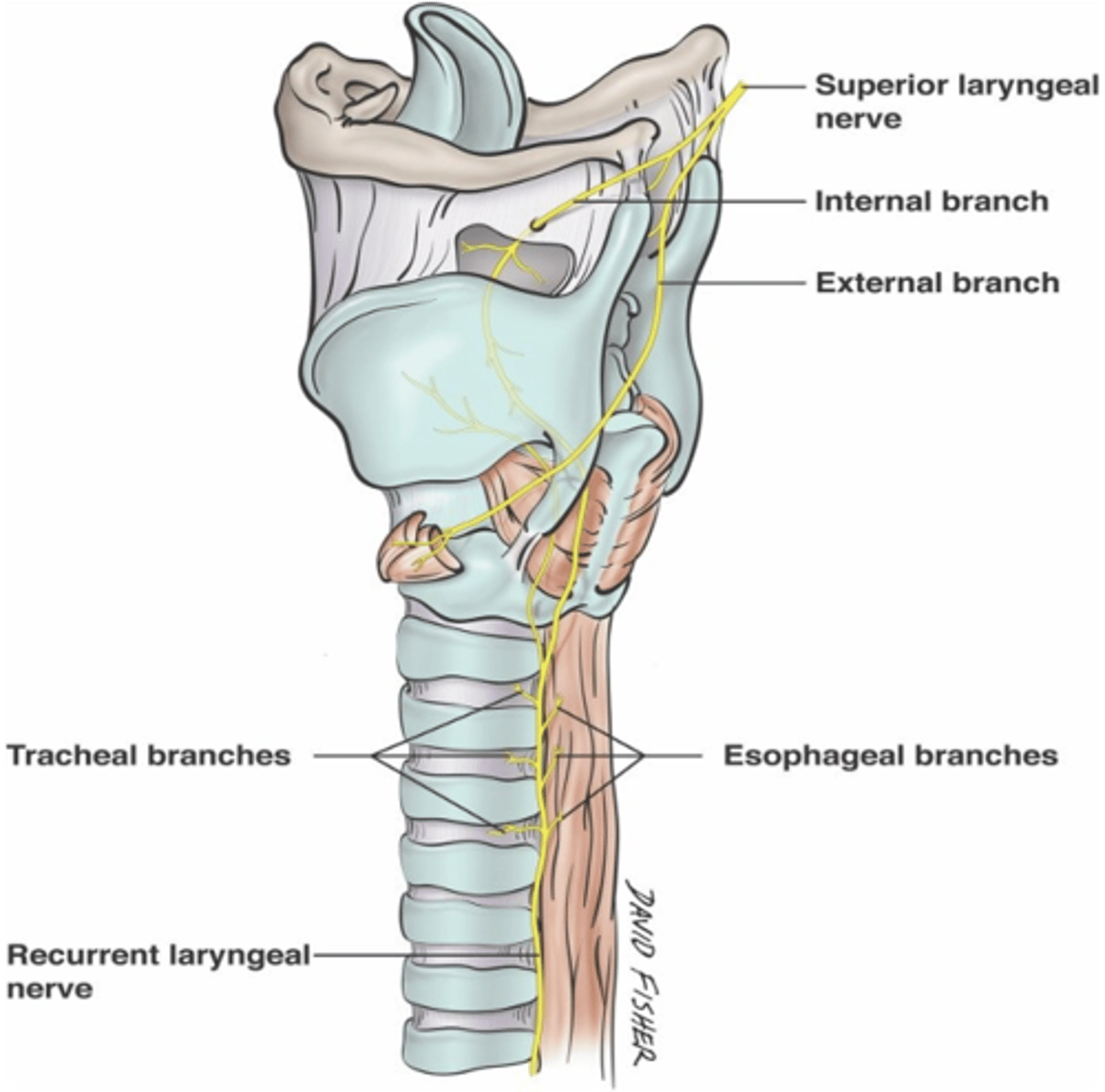 <p>Trachea</p><p>Esophagus</p>