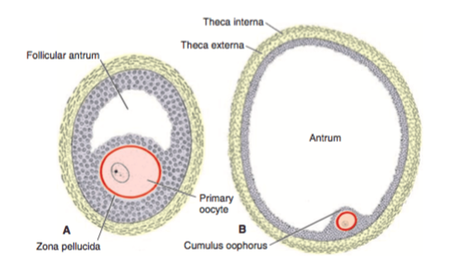 <p>Fluid accumulates between granulosa cells -&gt; antrum</p>