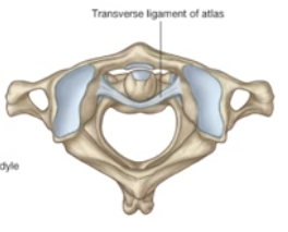 <p>-keeps the dens of the C2 vertebra from moving posterior and impinging upon the spinal cord</p>