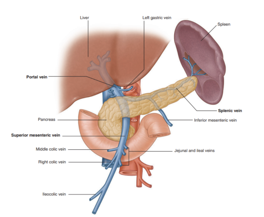 <p>Portal vein (+ tributaries)</p>