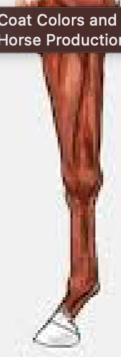 <p>a white hoof</p>