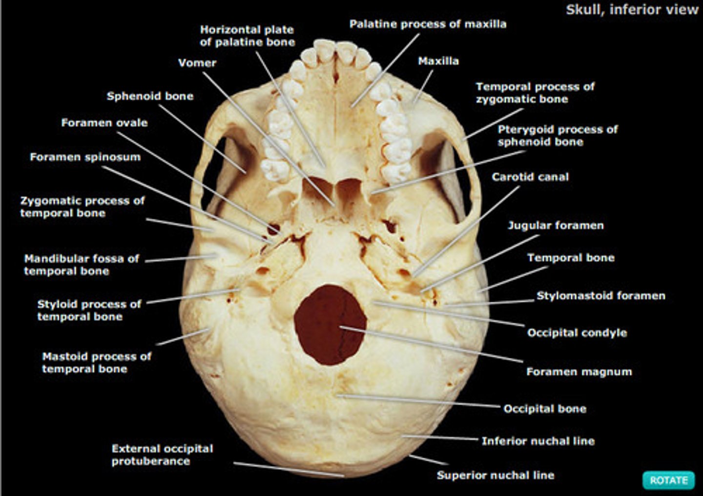 <p>Under the skull</p>
