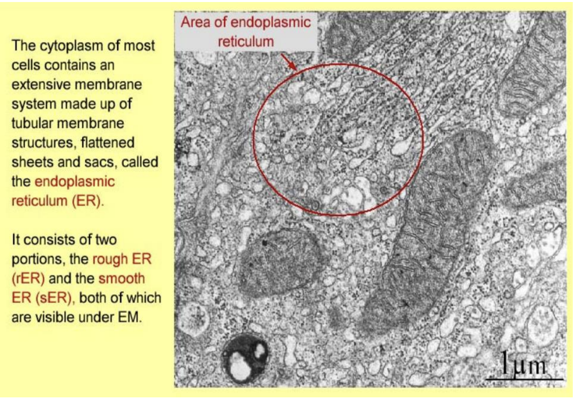 <ul><li><p>tubular membrane strucutres</p></li><li><p>faltterned sheets and sacs</p></li></ul><p></p>