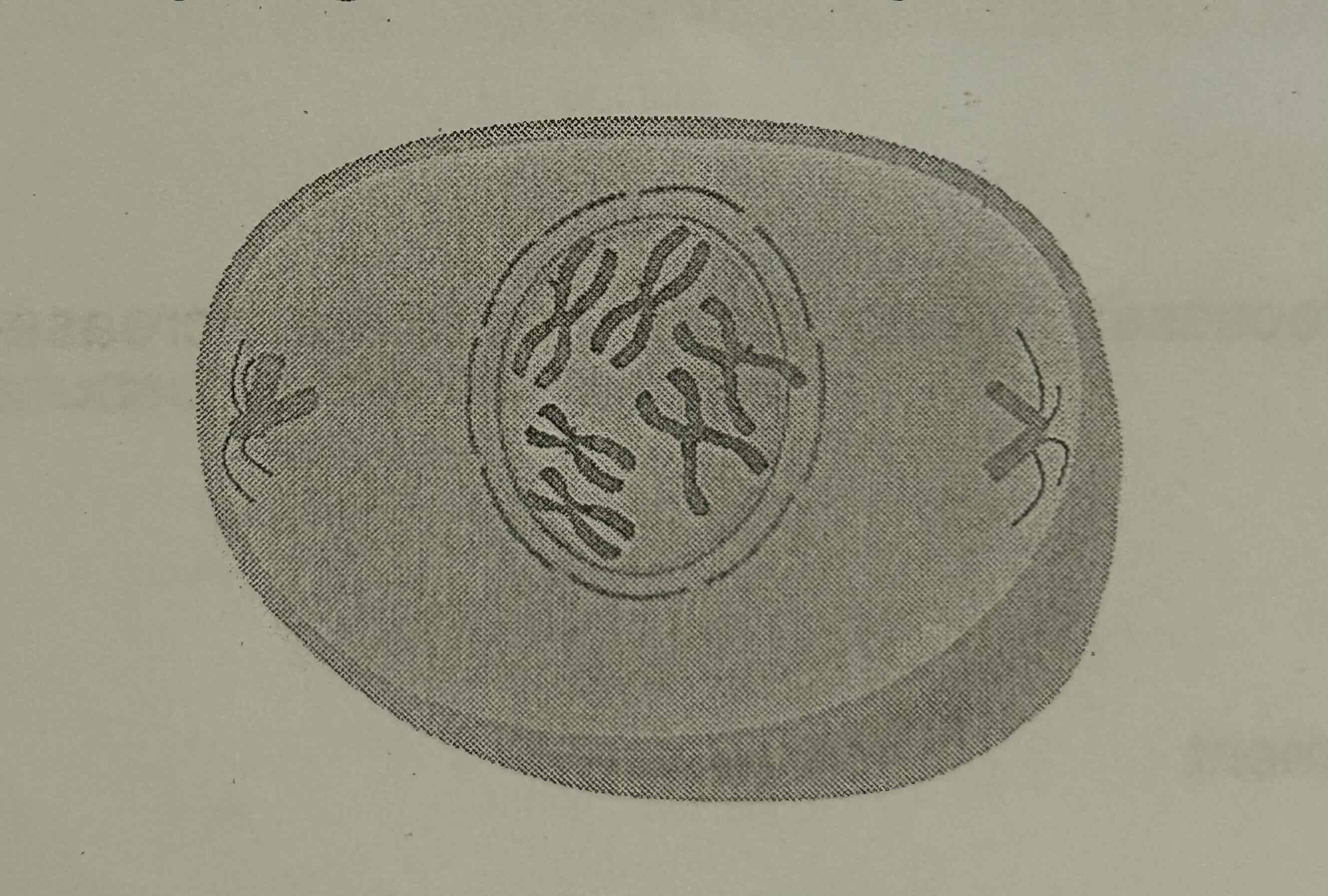 <p>How many chromatids are present in the cell? <br>A. 2 <br>B. 3 <br>C. 6 <br>D. 12</p>