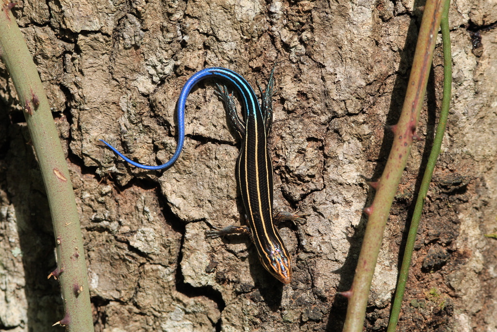 <p>Common Five-lined Skink, live in N FL to C USA, large central ventral scales, 4 upper-lip scales</p>
