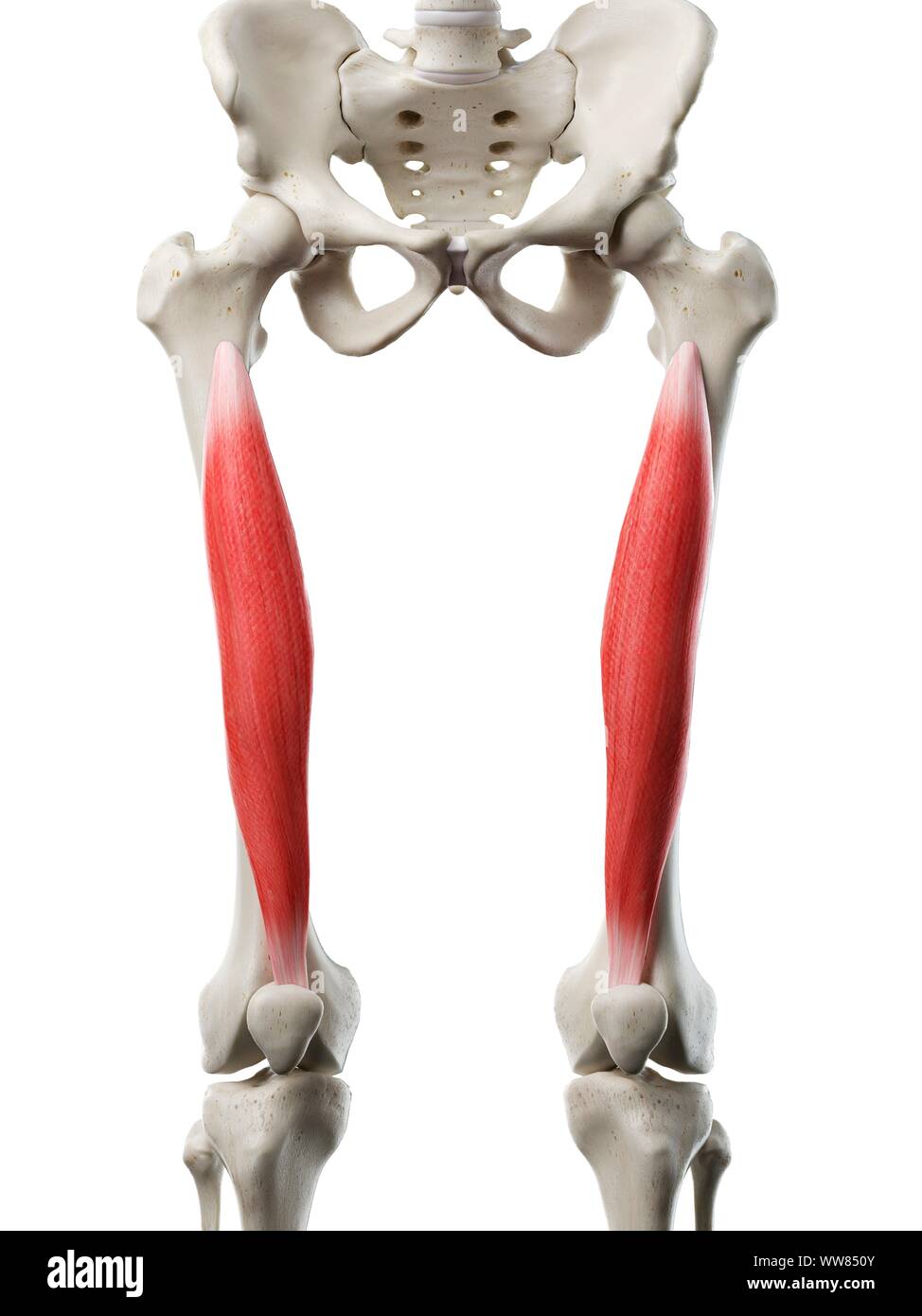 <p>Vastus Intermedius</p>