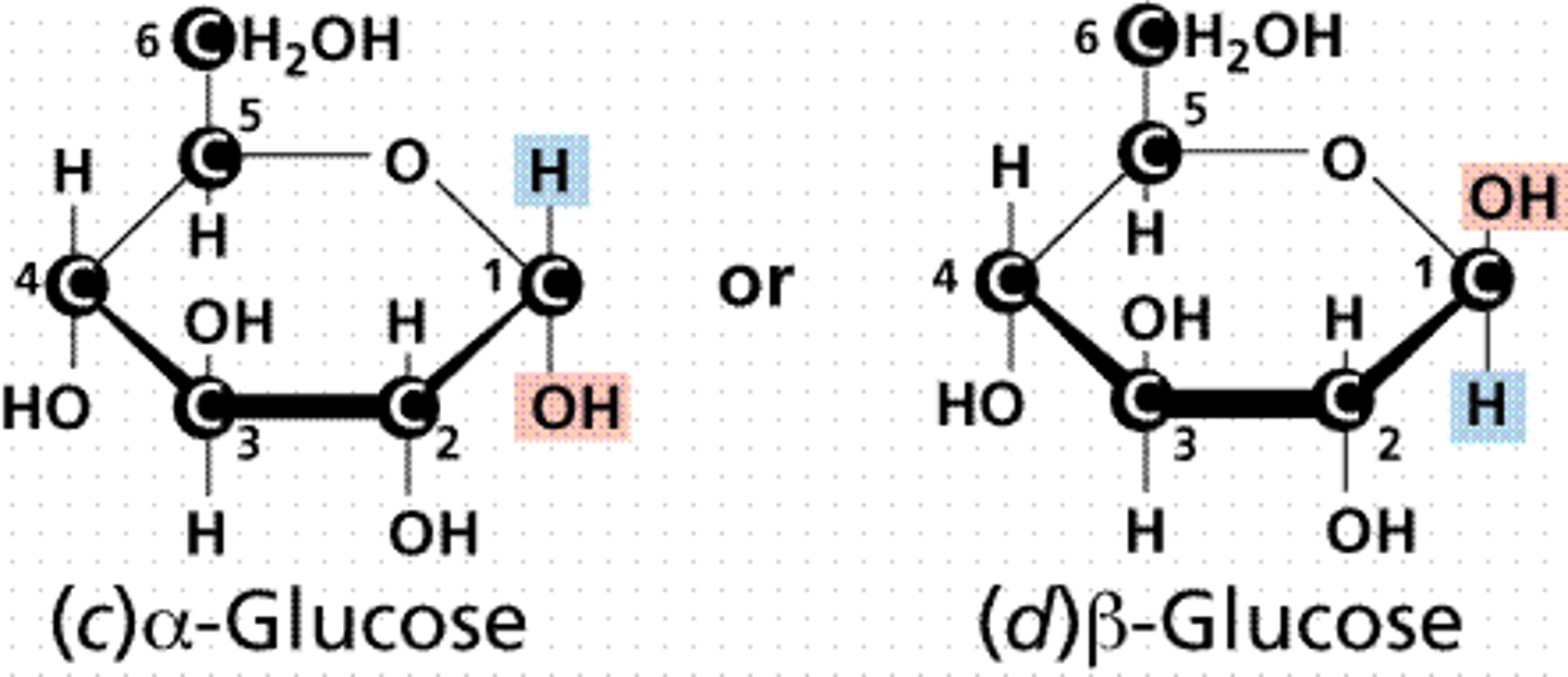 <p>α-sugars have the OH group in the trans conformation as compared with the final carbon.</p><p>β-sugars have the OH group in the cis conformation as compared with the final carbon.</p>
