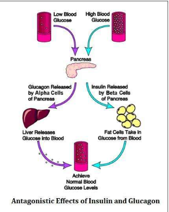 <p>How does glucagon act when blood glucose is low?</p>