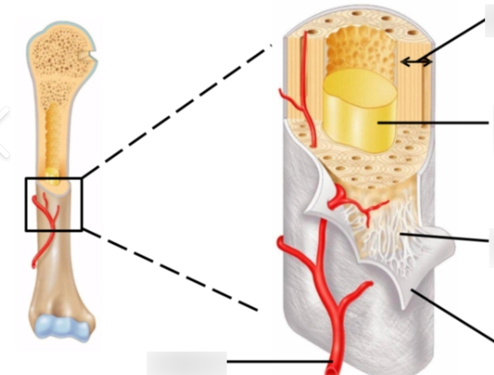 <p>the shaft or central part of a long bone, consisting of compact bone surrounding the medullary cavity. </p>