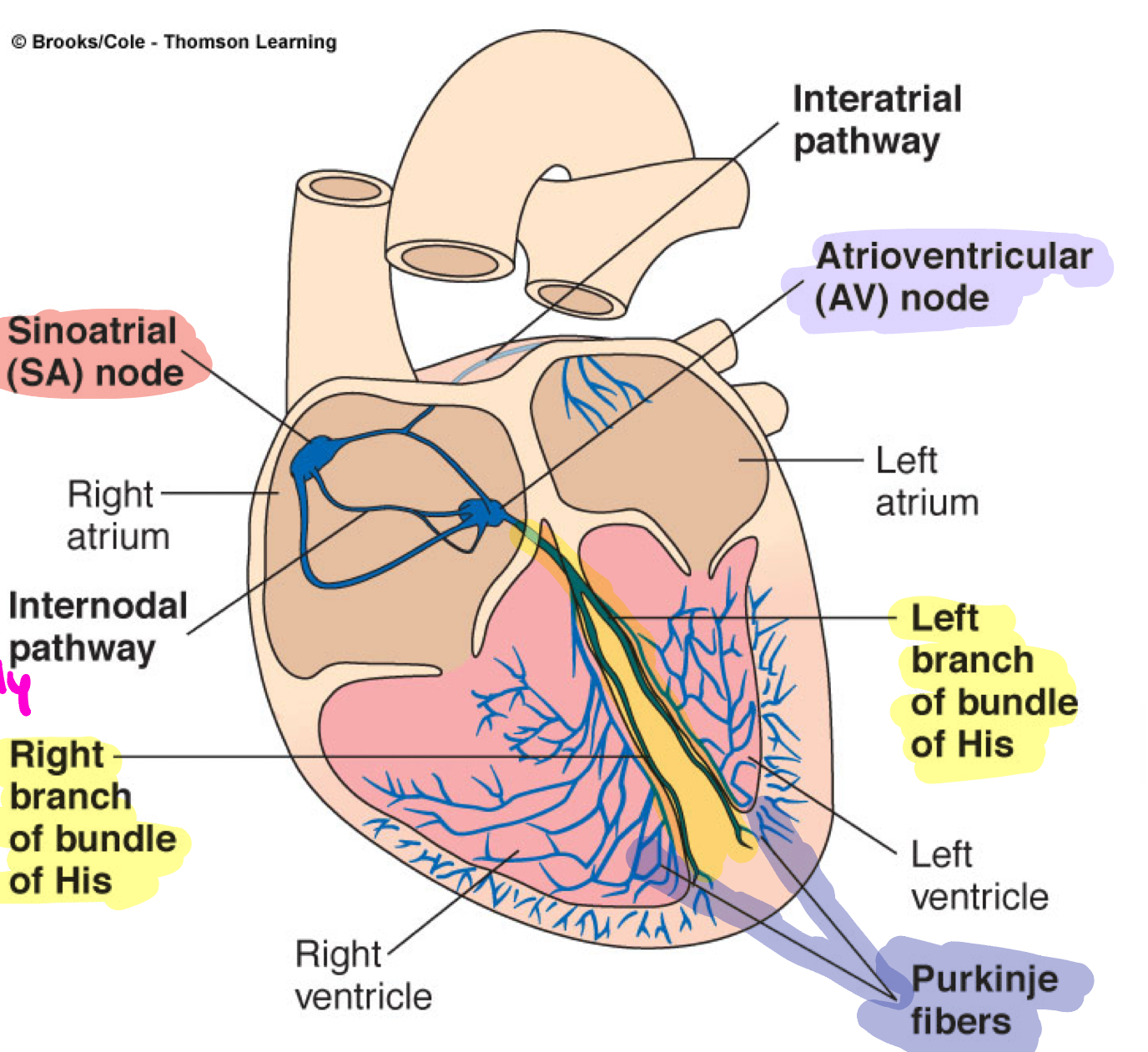 <ol><li><p>cardiac impulse originates at SA node</p></li><li><p>action potential spreads throughout right and left atria</p></li><li><p>atria contract</p></li><li><p>impulse passes from atria to ventricles through AV node</p></li><li><p>action potential briefly delayed at AV node</p></li><li><p>impulse travels rapidly down interventricular septum by means of bundle of his then to L and R Bundle branches</p></li><li><p>impulse rapidly disperes throughout myocardium by means of Purkinje fibers</p></li><li><p>rest of ventricular cells activated by cell-to-cell spread of impulse through gap junctions</p></li><li><p>ventricles contract</p></li></ol><p></p>