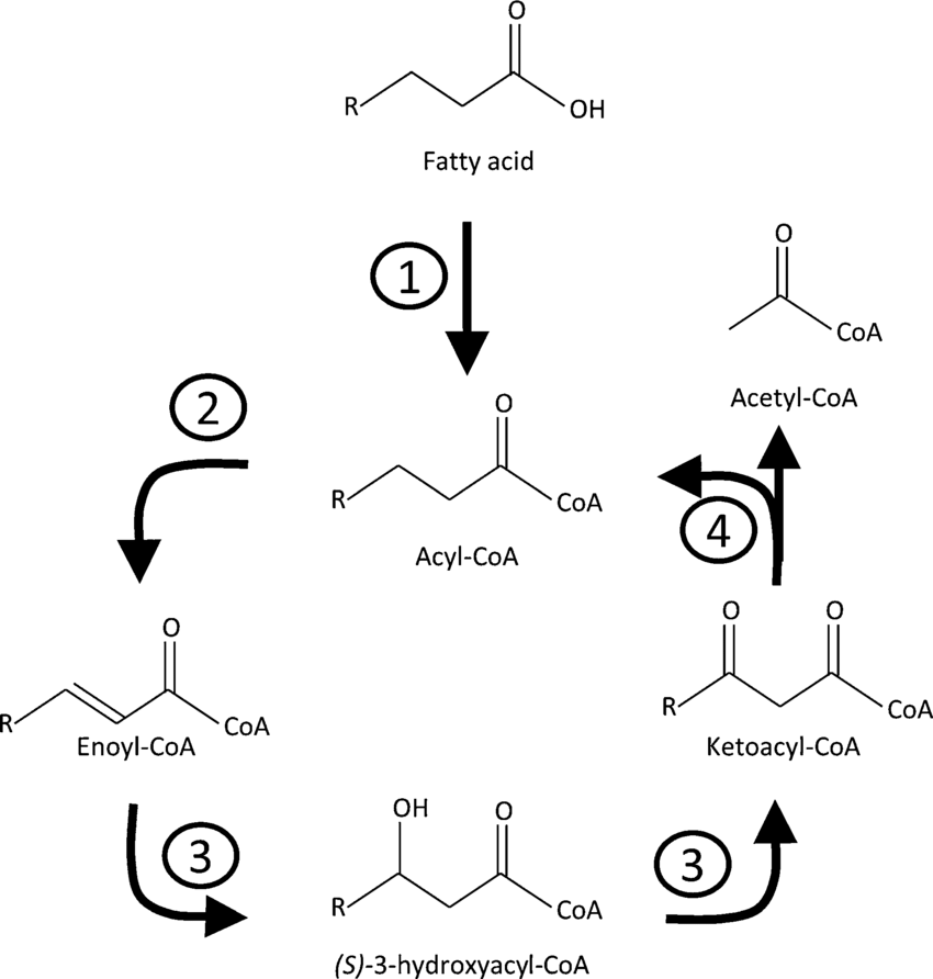 acyl coa to actyl coa