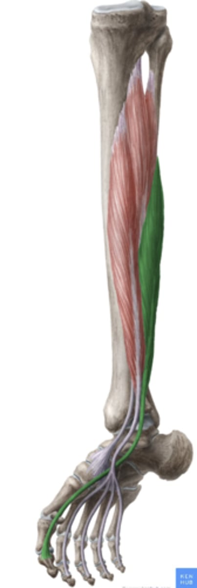 knowt flashcard image