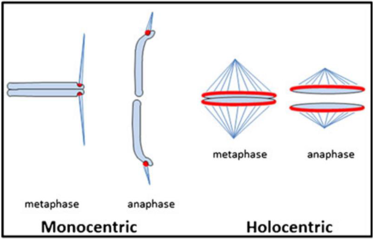 <ol><li><p>Monocentrique : présence sur un seul point</p></li><li><p>Holocentrique : présence sur un longueur</p></li></ol><p>—&gt;image ((exemple de la présence du kinétochore))</p>